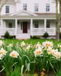 Daffodils in front of a white house