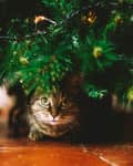 Tabby cat hiding under a decorated Christmas tree with lights.