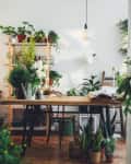 Room filled with plants and flowers