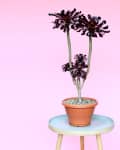 Potted succulent with dark leaves on a small round stool against a pink background.