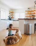 Child petting a large dog on the wooden floor of a bright kitchen with white cabinets and open shelves.