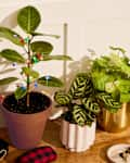 Small colored lights decorating a plant on a table with other plants, a wallet, a catchall with keys, jacket hanging on hook on left