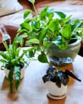 Person watering potted houseplants on a wooden table, with a sofa in the background.