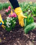 Gardener wearing yellow gloves planting white and pink hyacinths in soil.