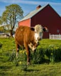 Grand champion Herford steer and a red barn on a century farm just outside of Jefferson, Oregon. Daffodils are blooming.