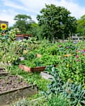 Colorful Flowers in Planters at a Community Garden in University Village in Chicago