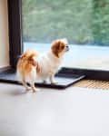 Pekingese dog and cat by the window