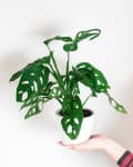 hand holding Monstera adansonii