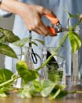 Woman cutting pathos plants for Water propagation. Water propagation for indoor plants.