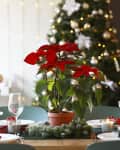 Christmas table setting with poinsettia in living room