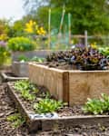 Raised garden bed plot of a community garden. Multi Level wooden planter boxes filled with vegetables and flowers. In focus red salad and beets. Selective focus with defocused garden foliage.