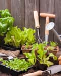 a variety of herbs and lettuce plants outside with gardening tools