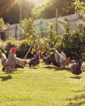 Group of chickens walking around a green lawned garden on a free range urban farm, with gentle sunlight