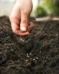 hand planting a seeds in soil
