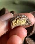 Bite taken out of Reeses' unwrapped candy.