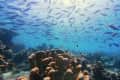 Coral reef underwater with a large school of fish swimming above in clear blue water.
