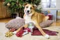 Dog lying on a pillow with a snow globe, surrounded by gift wrap and presents under a decorated Christmas tree.