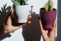 Two hands holding potted succulents; one in a white pot, the other in a purple pot, against a sunlit wall.