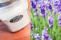 Jar of lavender laundry powder next to blooming lavender flowers.