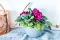 Potted African violet with vibrant purple flowers next to a copper watering can on a blue cloth.