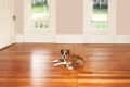 Empty room with wooden floors, two tall windows, a chandelier, and a dog lying on the floor with a toy.