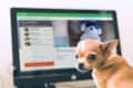 Chihuahua looking at a computer screen displaying a real estate website with a dog-themed listing.