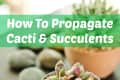 Small succulent in a gray pot with pebbles, text overlay "How To Propagate Cacti & Succulents."
