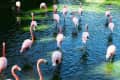 Flock of pink flamingos wading in a sunlit pond with rippling water.