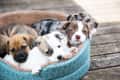 Four puppies snuggled together in a blue patterned dog bed on a wooden deck.