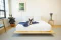 Modern bedroom with a dog on a white bed, blue blanket, potted plant, and purple flowers on a side table.