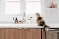 Cat sitting on a kitchen counter by a window, with soap dispensers and a small plant nearby.