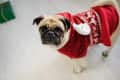 Pug wearing a red Christmas sweater with white reindeer pattern, standing on a light floor.
