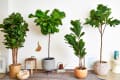 Four fiddle leaf fig trees in various pots on a striped rug, with a small wooden table and decor items.