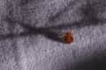 Brown bed bug on textured gray fabric surface.