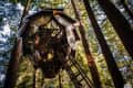 Geometric glass treehouse suspended among tall redwood trees.