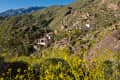 Desert hillside with yellow wildflowers