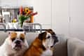 Two bulldogs sitting on a gray sofa in a modern kitchen with white cabinets and a colorful flower vase.