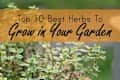 Potted herb plant with small green leaves, text overlay "Top 10 Best Herbs to Grow in Your Garden."
