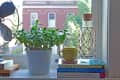 Potted plant, yellow mug, and glass bottle on a windowsill with books, overlooking a brick building.
