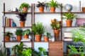 Wooden shelves with various potted plants, books, a globe, and a vintage camera in a living room setting.