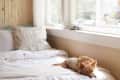 Small dog in a sweater lying on a bed with white linens and leaf-patterned pillow near a sunlit window.