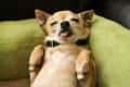 Chihuahua lying on a green cushion with tongue out, eyes closed, and paws up.