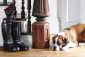 Dog lying on wooden floor beside staircase with black boots and striped umbrella.