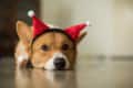 Corgi lying on the floor wearing red festive headband with pom-poms.