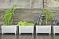 Four white planters with various green plants against a wooden fence on a deck.