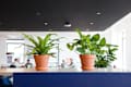 Two potted plants on a blue divider in a modern office with people working in the background.