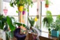Home office with large windows, vibrant plants, a wooden desk, clear chair, and a yellow lamp.