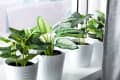 Potted green houseplants on a windowsill with white planters.