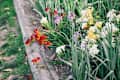 Garden bed with white, yellow, and red flowers bordered by a wooden log, surrounded by green grass.