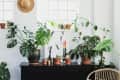 Indoor plants on a black console table with candles, a straw hat on the wall, and a wicker chair nearby.